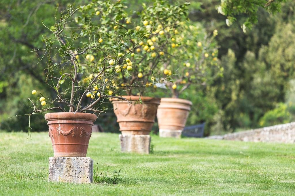 Agriturismo Villa Buoninsegna Rapolano Terme Eksteriør bilde